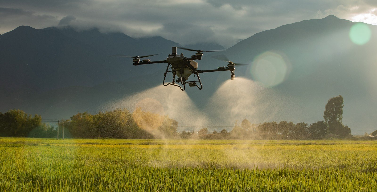 Un dron de pulverización sobre un arrozal. Los equipos de mayor porte cargan hasta 100 litros.