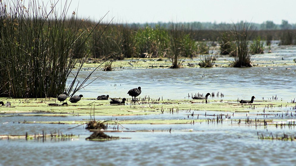 Humedal del Litoral con aves