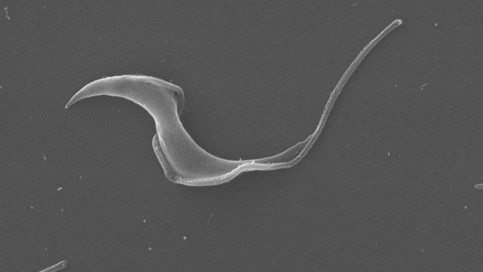 Trypanosoma cruzi, el parásito que causa la enfermedad de Chagas, visto al microscopio