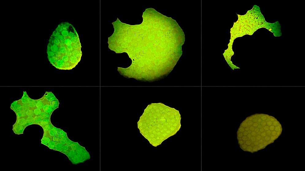 Microscopía de fluorescencia de un ensayo con aptámeros