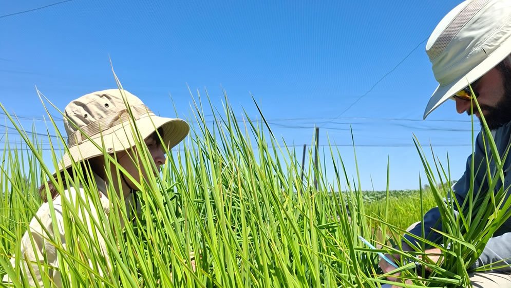 Investigadora trabajando entre plantas de arroz a campo