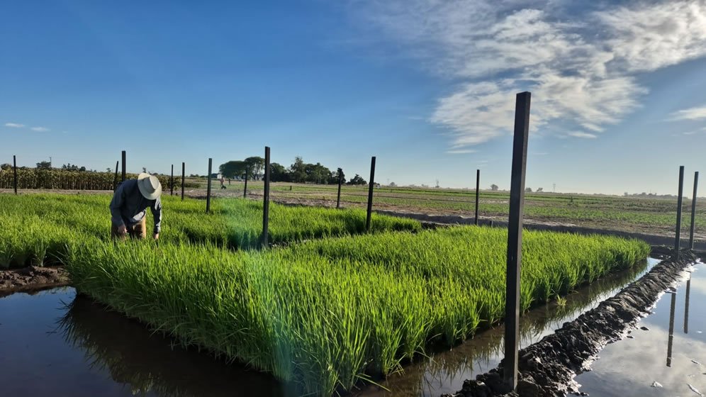Parcelas experimentales de arroz inundadas en los ensayos de INFIRA