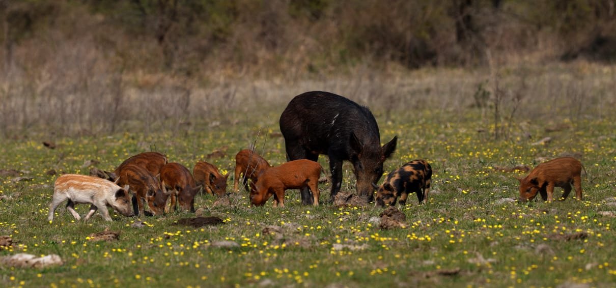 Registro del trabajo de campo del ICIVET sobre el jabalí en el norte santafesino