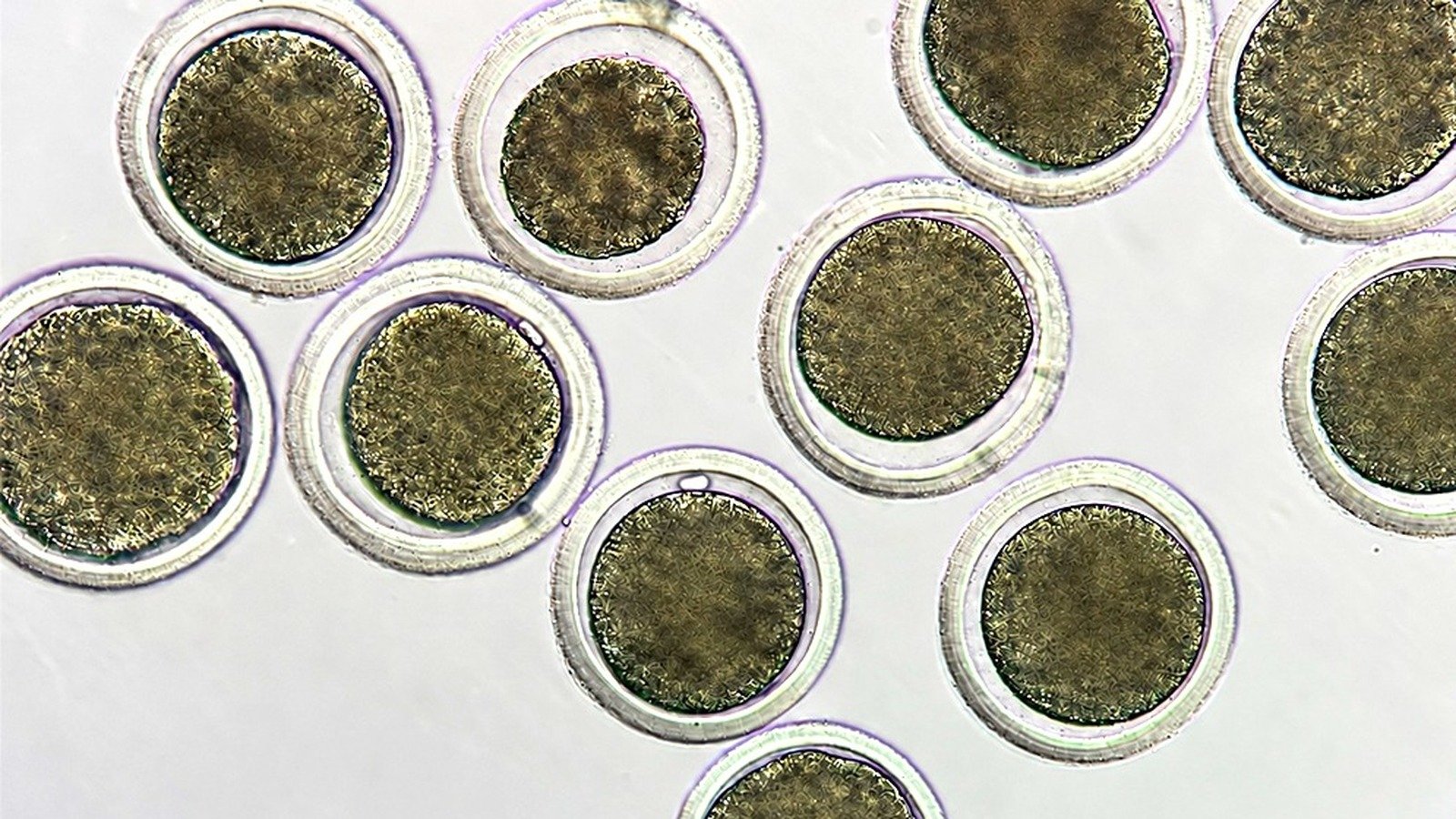 Biotecnología reproductiva: el CONICET trabaja en Mendoza para conservar y mejorar la genética de vacas y cabras