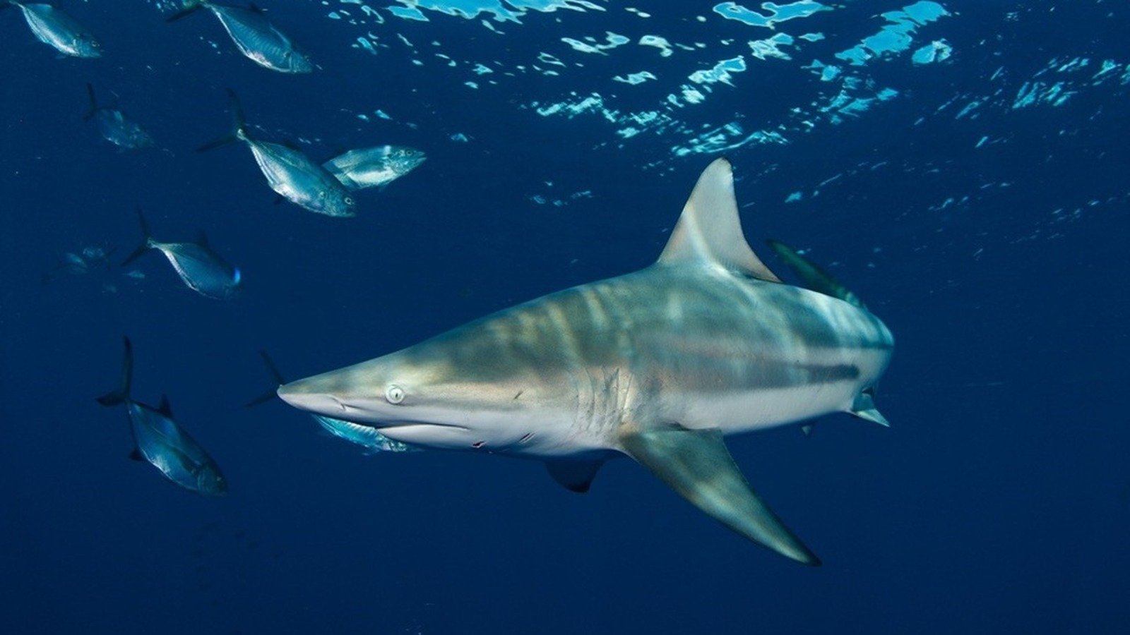 Tiburones punta negra evitan los sonidos graves desde 74 metros de distancia