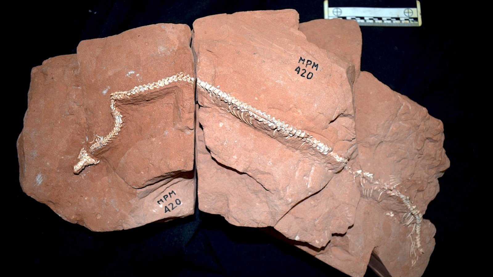 Fósil de serpiente de 80 millones de años revela una vida bajo tierra que su par argentina no tenía