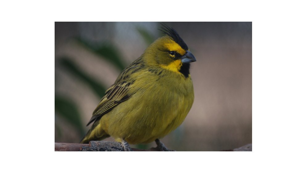 Cardenal amarillo, especie en peligro de extinción del Chaco Seco santafesino
